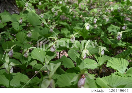 クマガイソウ 126549665