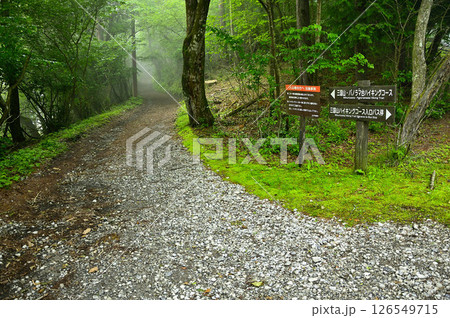 山梨県山中湖村　丹沢の鉄砲木ノ頭（明神山）　三国山・パノラマ台ハイキングコース登山口 126549715