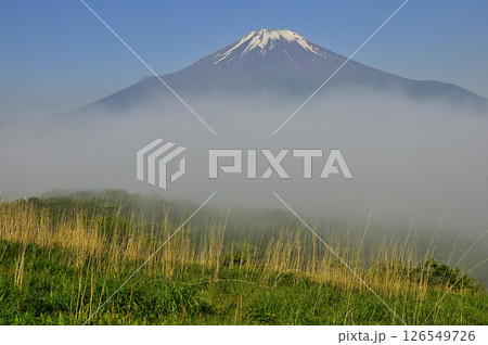 丹沢の鉄砲木ノ頭（明神山）より　晴れ行く朝霧に浮かぶ夏富士 126549726