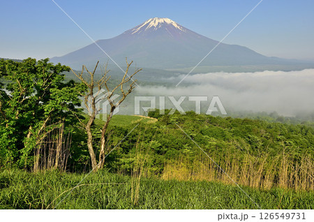 丹沢の鉄砲木ノ頭（明神山）より　晴れ行く朝霧に浮かぶ夏富士 126549731