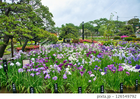 東京都　堀切菖蒲園　ほりきり葛飾菖蒲まつり 126549792