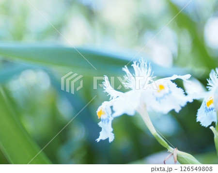 白い花 126549808