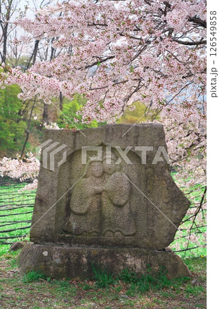 春の信州安曇野　大王わさび農場に咲く桜と道祖神 126549858