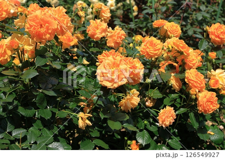 満開の薔薇の花(品種:ゴルテルゼ) 満開の薔薇の花(品種:ゴルテルゼ) 126549927