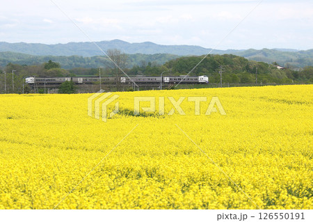 初夏の菜の花畑を駆ける 石勝線 特急とかち とかち キハ261 初夏の菜の花畑を駆ける 石勝線 特急とかち とかち キハ261 126550191