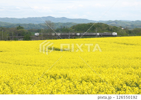 初夏の菜の花畑を駆ける 石勝線 特急とかち とかち キハ261 初夏の菜の花畑を駆ける 石勝線 特急とかち とかち キハ261 126550192