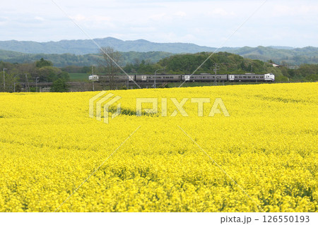初夏の菜の花畑を駆ける　石勝線　特急とかち　とかち　キハ261 126550193