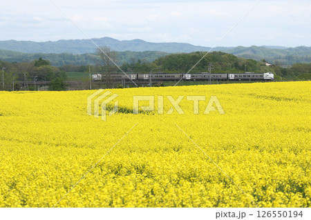 初夏の菜の花畑を駆ける　石勝線　特急とかち　とかち　キハ261 126550194