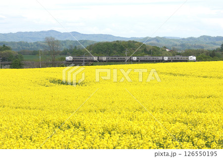 初夏の菜の花畑を駆ける 石勝線 特急とかち とかち キハ261 初夏の菜の花畑を駆ける 石勝線 特急とかち とかち キハ261 126550195