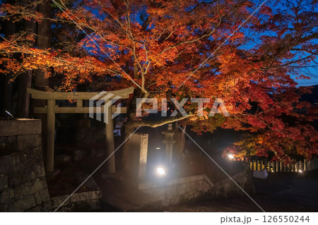 Torii gate by colorful fall leaf light up at Kurodani temple, Kyoto Torii gate by colorful fall leaf light up at Kurodani temple, Kyoto 126550244