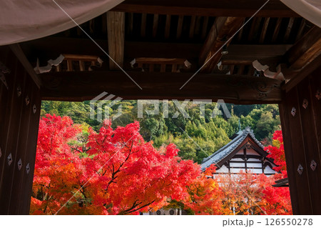 Beautiful fall maple leaves and temple view by Eikando gate, Kyoto Beautiful fall maple leaves and temple view by Eikando gate, Kyoto 126550278
