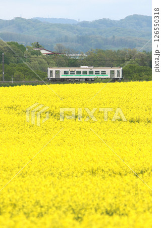 初夏の菜の花畑を駆ける　石勝線　普通列車　H100　DECMO　デクモ 126550318