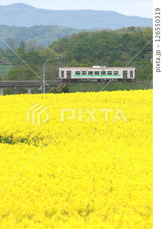 初夏の菜の花畑を駆ける　石勝線　普通列車　H100　DECMO　デクモ 126550319
