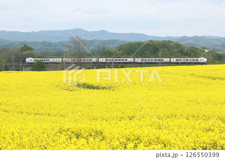 初夏の菜の花畑を駆ける　石勝線　特急おおぞら　おおぞら　根室本線　石勝線　キハ261 126550399