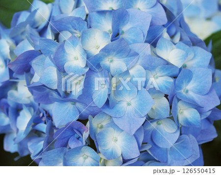 梅雨の季節に咲き誇る青の紫陽花 梅雨の季節に咲き誇る青の紫陽花 126550415