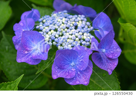 梅雨の季節に咲き誇る紫の紫陽花 126550430
