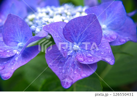 梅雨の季節に咲き誇る紫の紫陽花 126550431