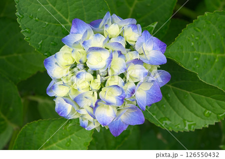 梅雨の季節に咲き誇る青の紫陽花 126550432