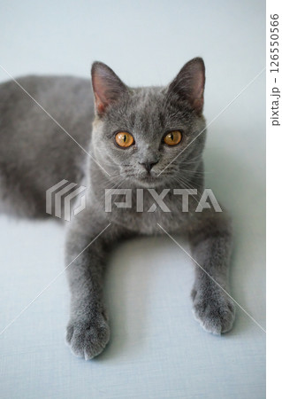 3 months old British Blue, British Shorthair cat lying on the floor, looking at the camera 3 months old British Blue, British Shorthair cat lying on the floor, looking at the camera 126550566