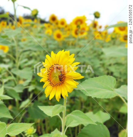 ひまわりの花とハチ ひまわりの花とハチ 126550572