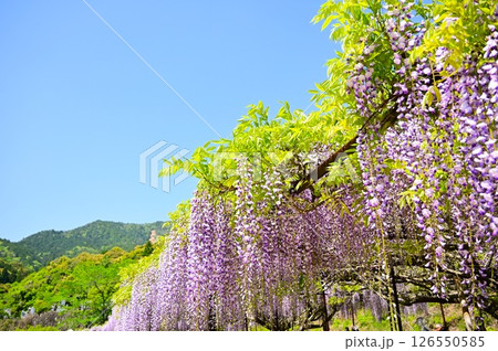 青空に映える藤の花 126550585