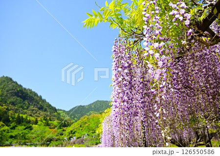 青空に映える藤の花 126550586