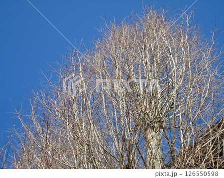 冬の樹木 冬の樹木 126550598