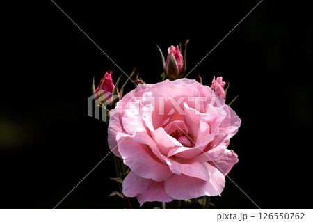 多くの人々の心を癒す色とりどりに咲き誇るバラの花たち 多くの人々の心を癒す色とりどりに咲き誇るバラの花たち 126550762