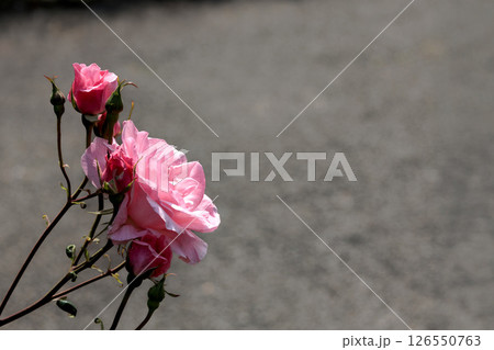 多くの人々の心を癒す色とりどりに咲き誇るバラの花たち 126550763