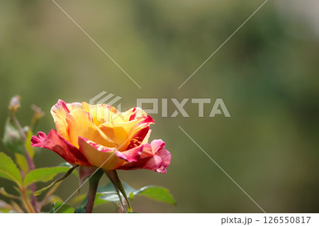 多くの人々の心を癒す色とりどりに咲き誇るバラの花たち 多くの人々の心を癒す色とりどりに咲き誇るバラの花たち 126550817