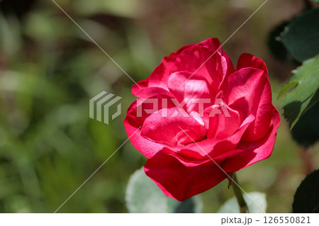 多くの人々の心を癒す色とりどりに咲き誇るバラの花たち 126550821