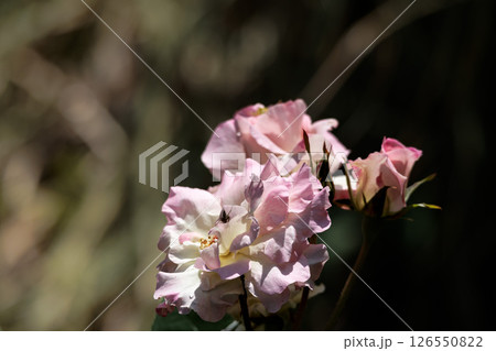 多くの人々の心を癒す色とりどりに咲き誇るバラの花たち 126550822