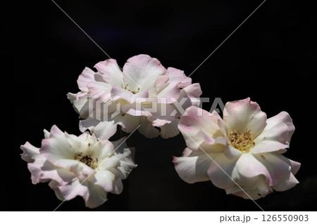 多くの人々の心を癒す色とりどりに咲き誇るバラの花たち 126550903