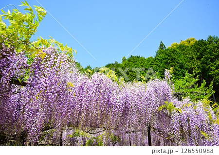 青空に映える満開の藤 126550988