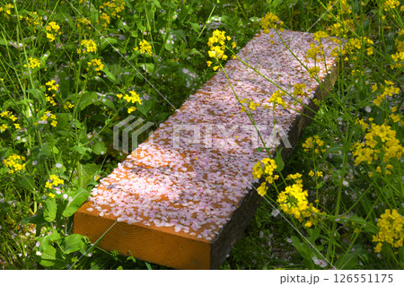 菜の花に囲まれた桜の花びらのベンチ 126551175