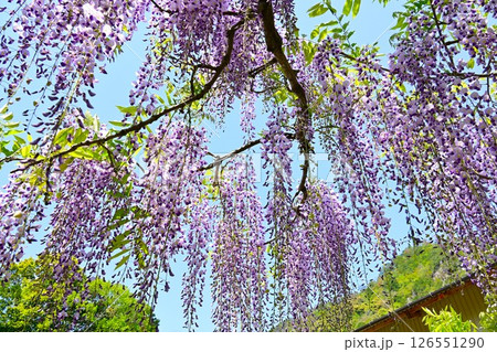 満開の藤の花 126551290