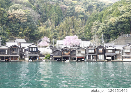 京都府春の伊根町 桜と舟屋群 126551443