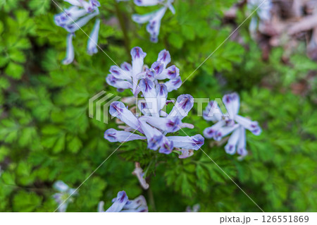 ムラサキケマンの花 ムラサキケマンの花 126551869