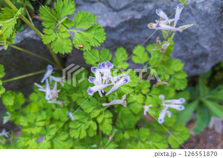 ムラサキケマンの花 ムラサキケマンの花 126551870