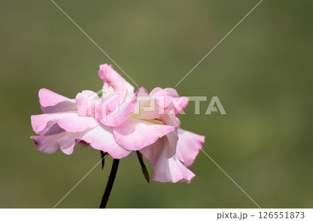 多くの人々の心を癒す色とりどりに咲き誇るバラの花たち 126551873