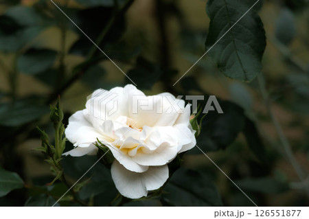 多くの人々の心を癒す色とりどりに咲き誇るバラの花たち 126551877