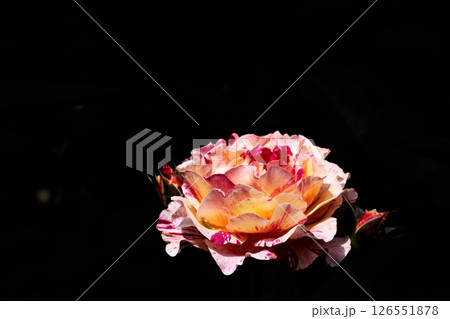 多くの人々の心を癒す色とりどりに咲き誇るバラの花たち 126551878