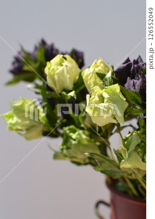 紫とグリーンのクリスマスローズのドライフラワーと赤い器　　 126552049