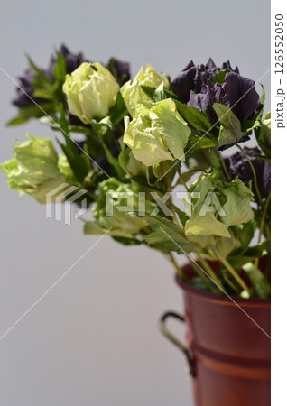 紫とグリーンのクリスマスローズのドライフラワーと赤い器　　 126552050