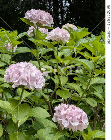 梅雨の晴れ間に咲く紫陽花 126552096