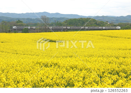 初夏の菜の花畑を駆ける　石勝線　特急おおぞら　おおぞら　根室本線　石勝線　キハ261 126552263