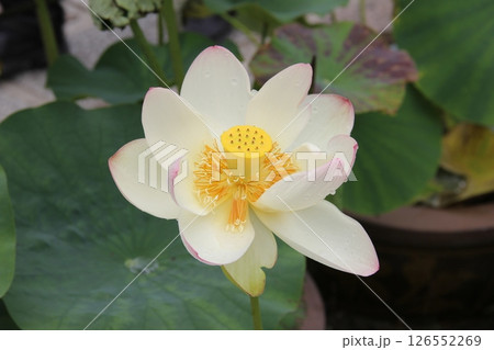 白い蓮の花 白い蓮の花 126552269