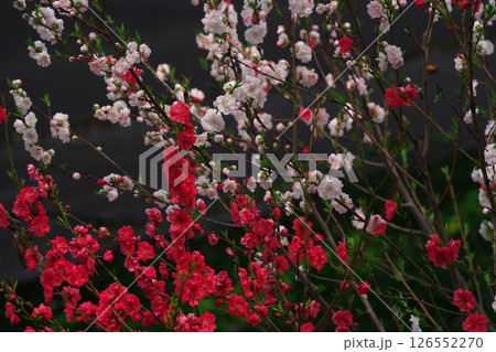 春の信州安曇野 大王わさび農場に咲く紅白の花桃 春の信州安曇野 大王わさび農場に咲く紅白の花桃 126552270