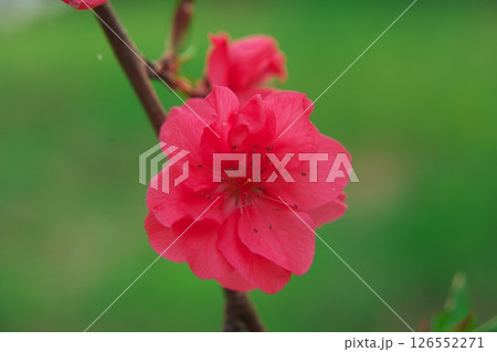 春の信州安曇野 大王わさび農場に咲く赤の花桃 春の信州安曇野 大王わさび農場に咲く赤の花桃 126552271