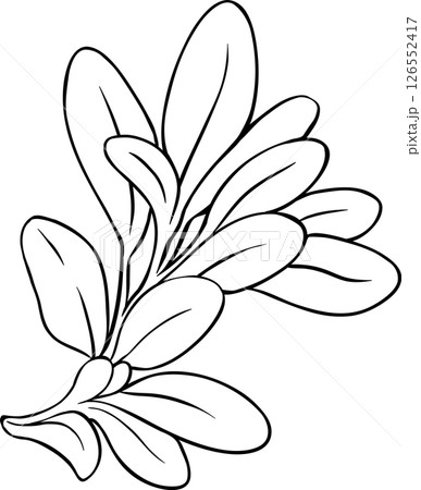 Sage Plant with Flowers and Leaves Outline Illustration 126552417